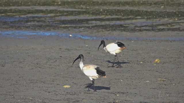 Australian Ibis - ML623427634