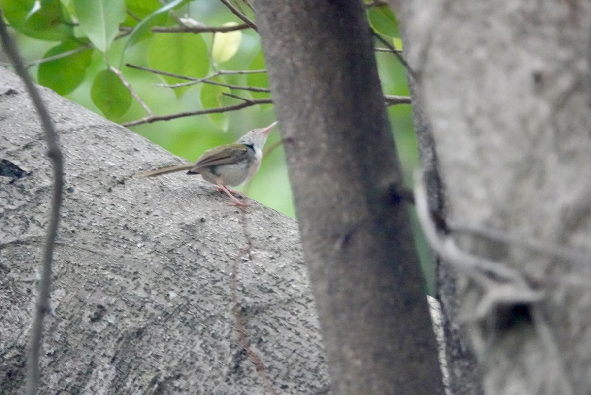 Common Tailorbird - ML623427636