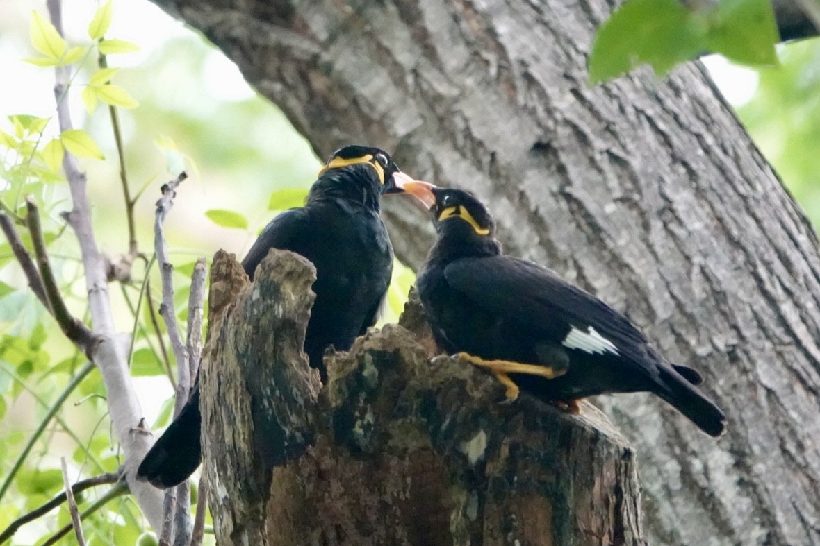 Common Hill Myna - ML623427643