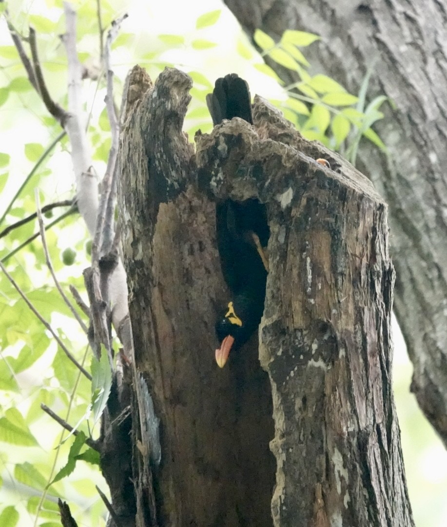 Common Hill Myna - ML623427644