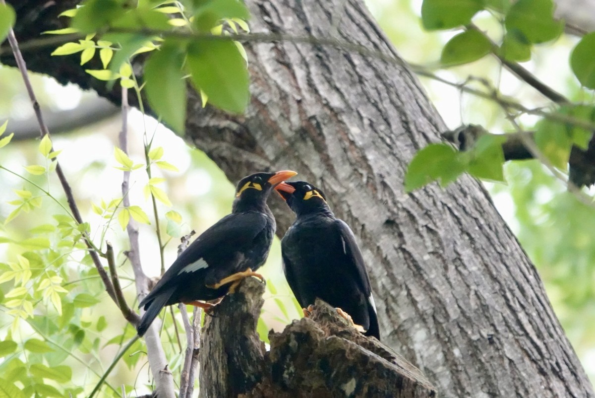 Common Hill Myna - ML623427645