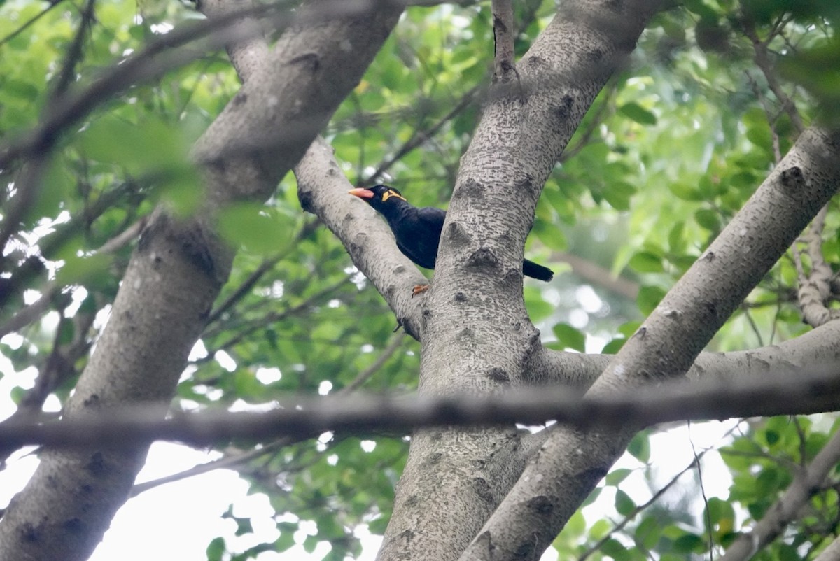 Common Hill Myna - ML623427647