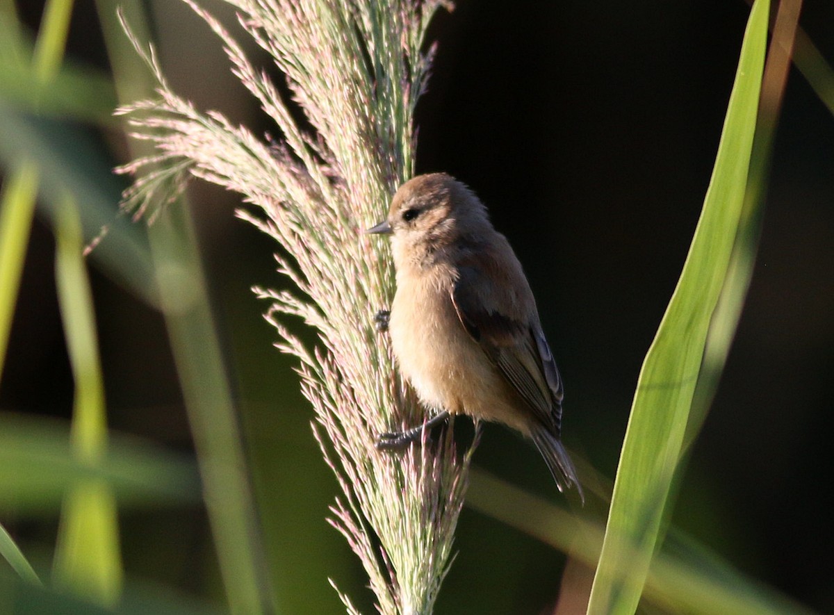 Eurasian Penduline-Tit - ML623427658