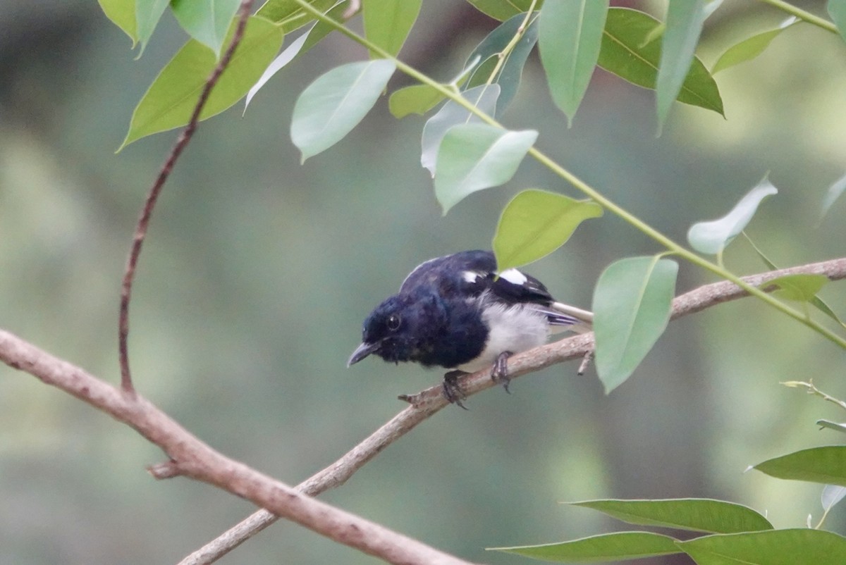 Oriental Magpie-Robin - ML623427659