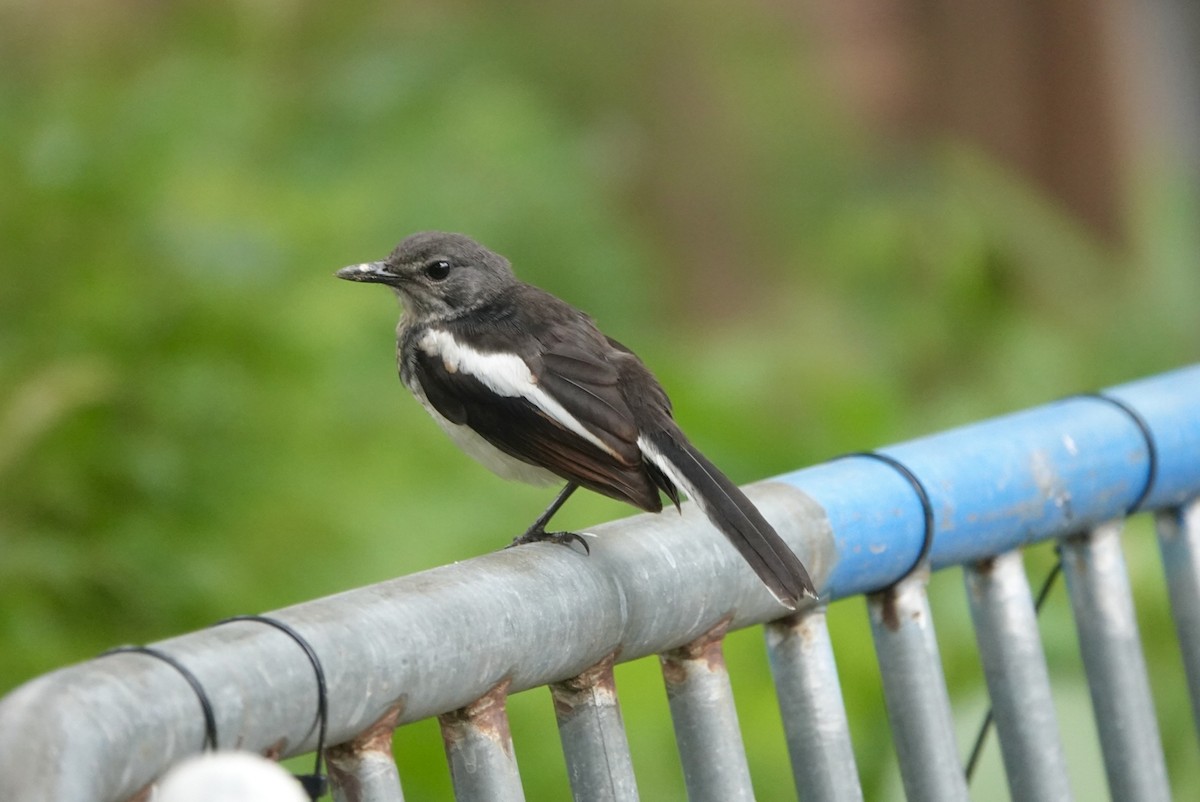 Oriental Magpie-Robin - ML623427660