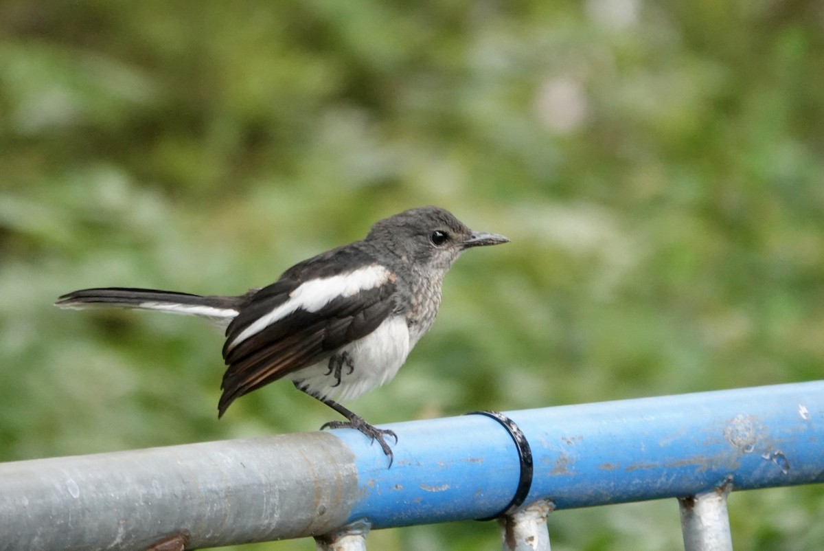 Oriental Magpie-Robin - ML623427661