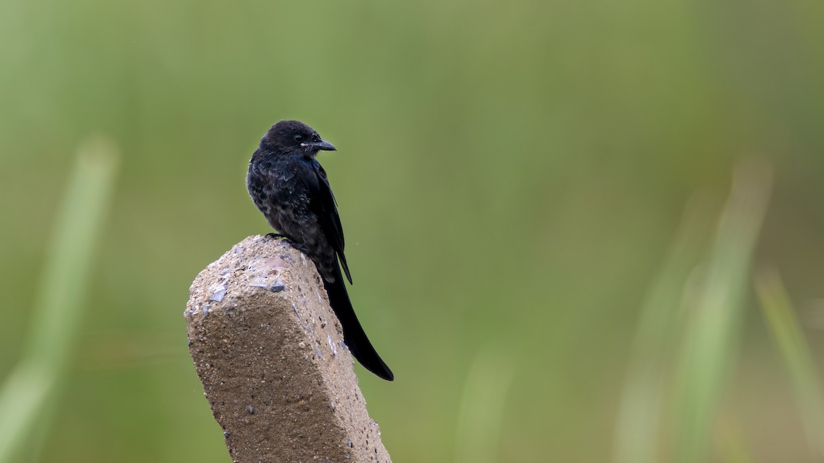 Black Drongo - ML623427669