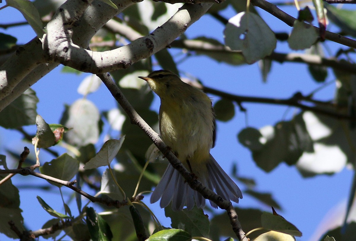 Willow Warbler - ML623427675