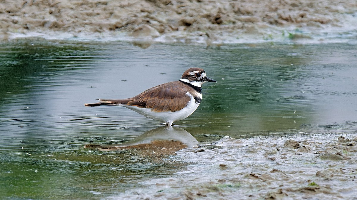 Killdeer - ML623427677