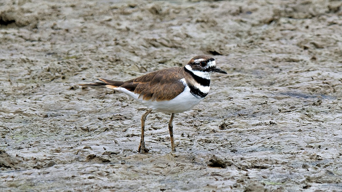 Killdeer - ML623427678