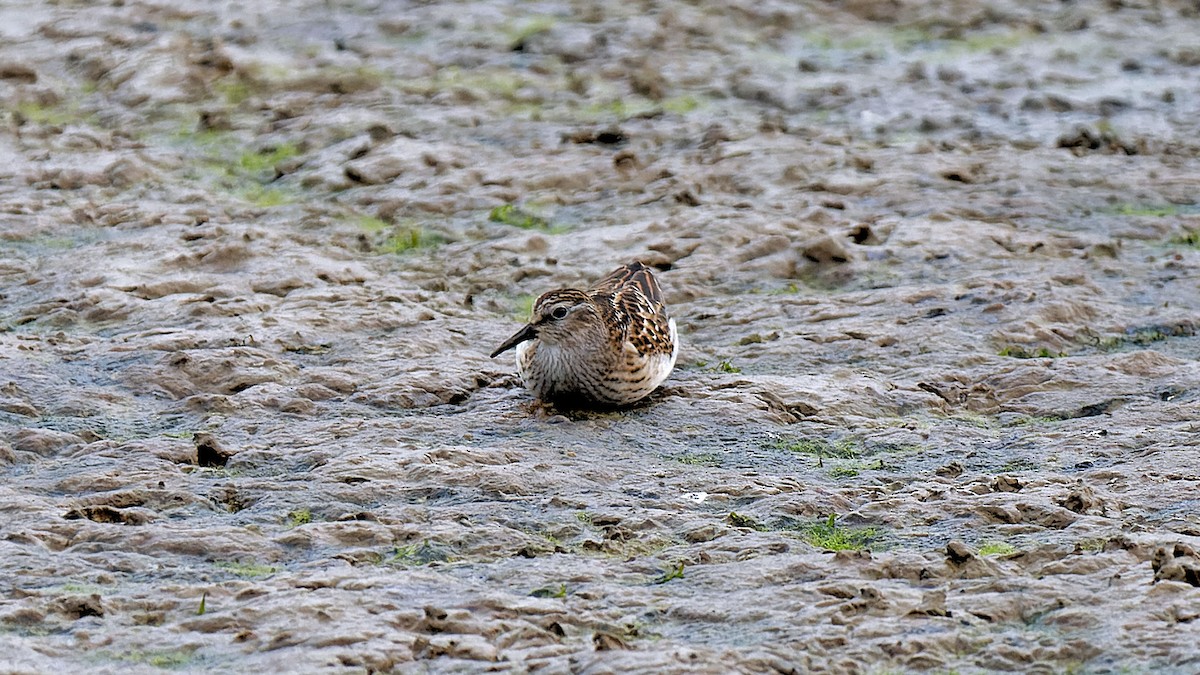 Least Sandpiper - ML623427684