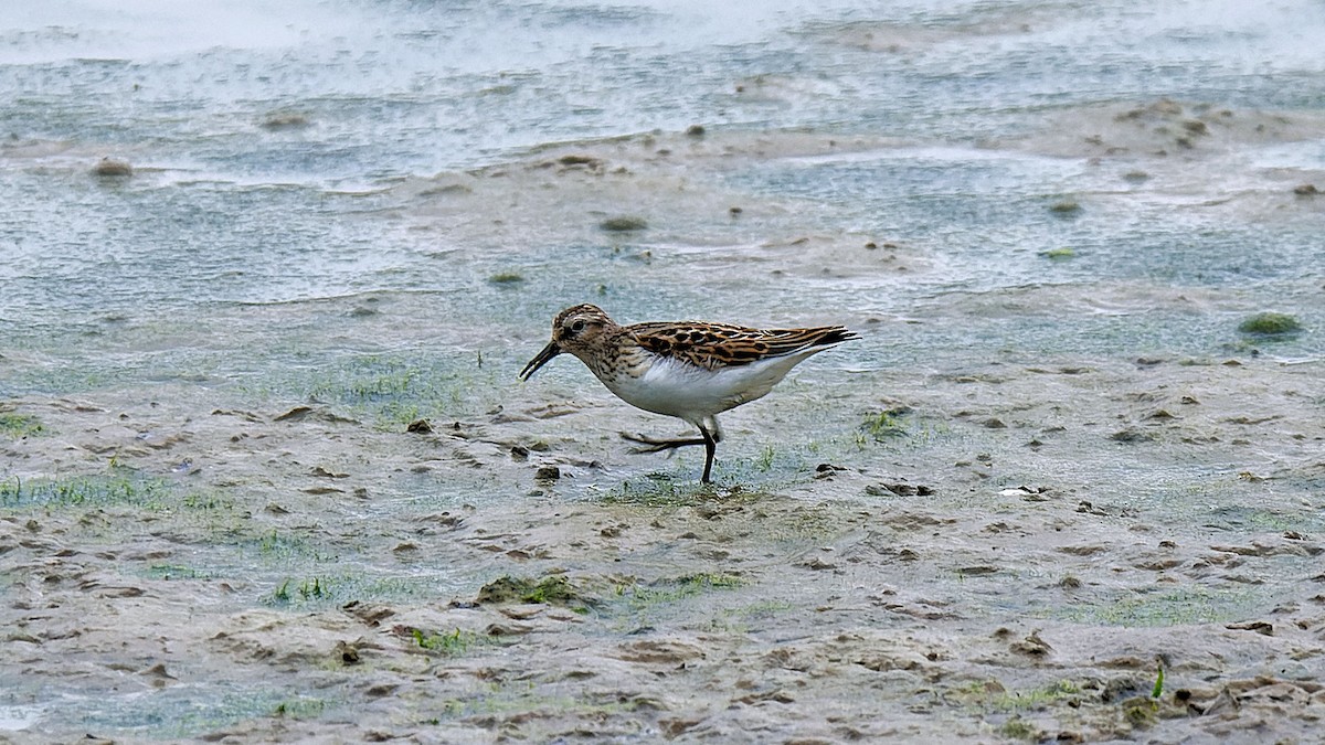 Least Sandpiper - ML623427685