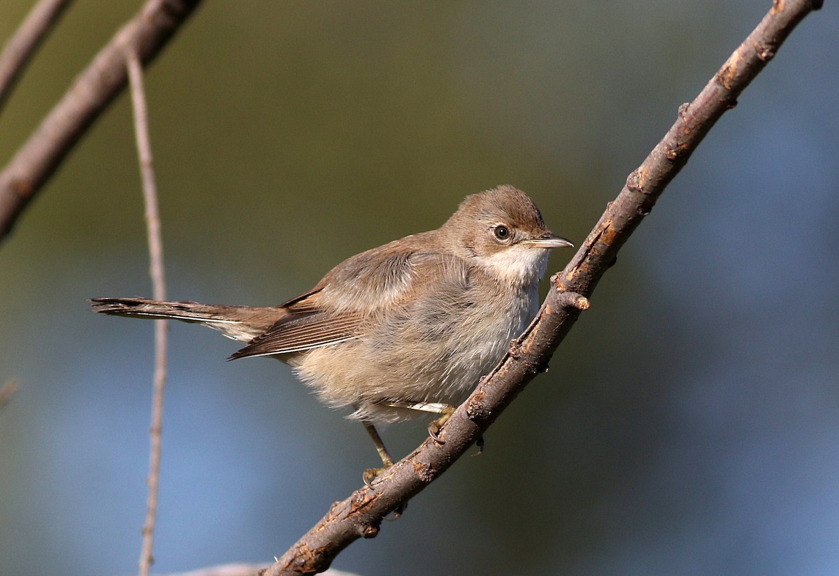 Greater Whitethroat - ML623427686