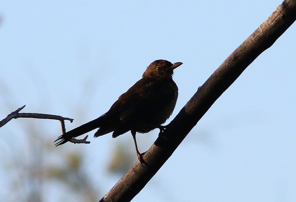 Eurasian Blackbird - ML623427691