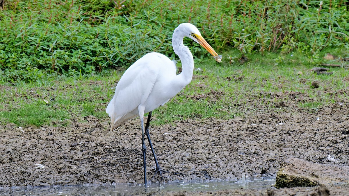 Great Egret - ML623427700