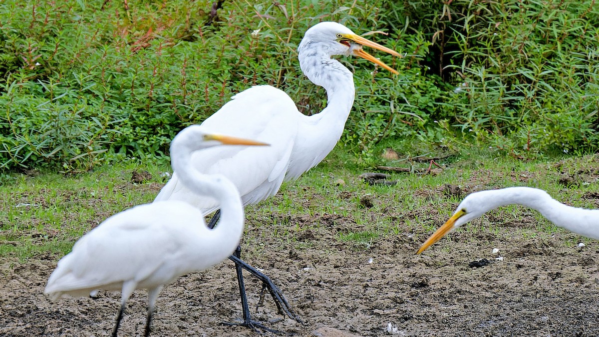 Great Egret - ML623427701