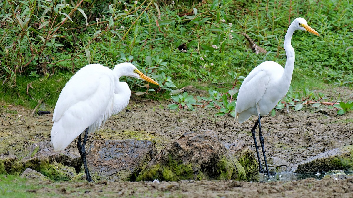 Great Egret - ML623427702