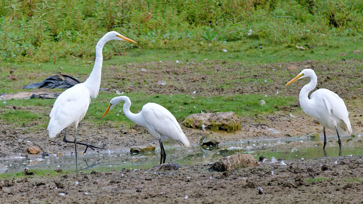 Great Egret - ML623427703