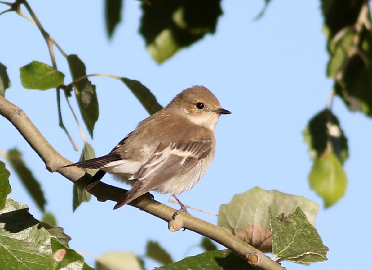 European Pied Flycatcher - ML623427707