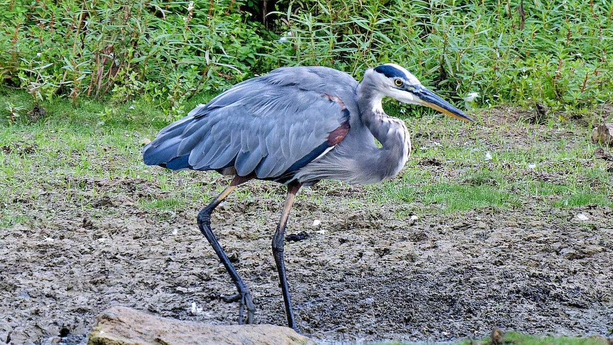 Great Blue Heron - ML623427711