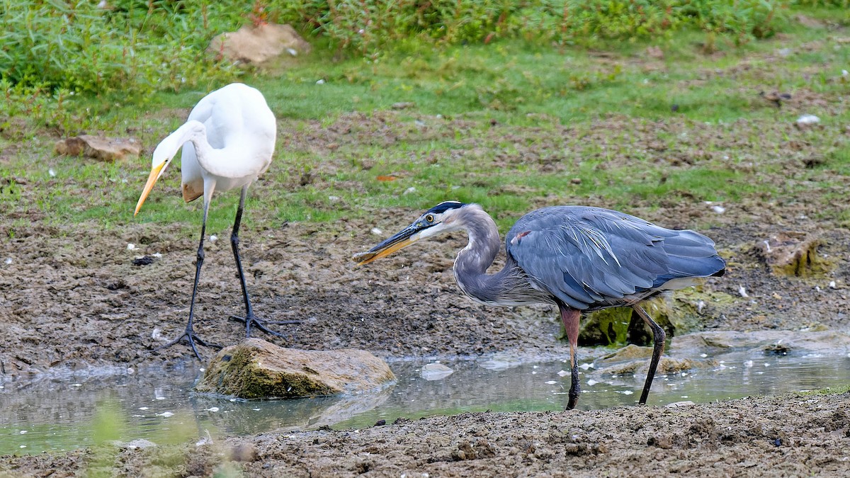 Great Blue Heron - ML623427712