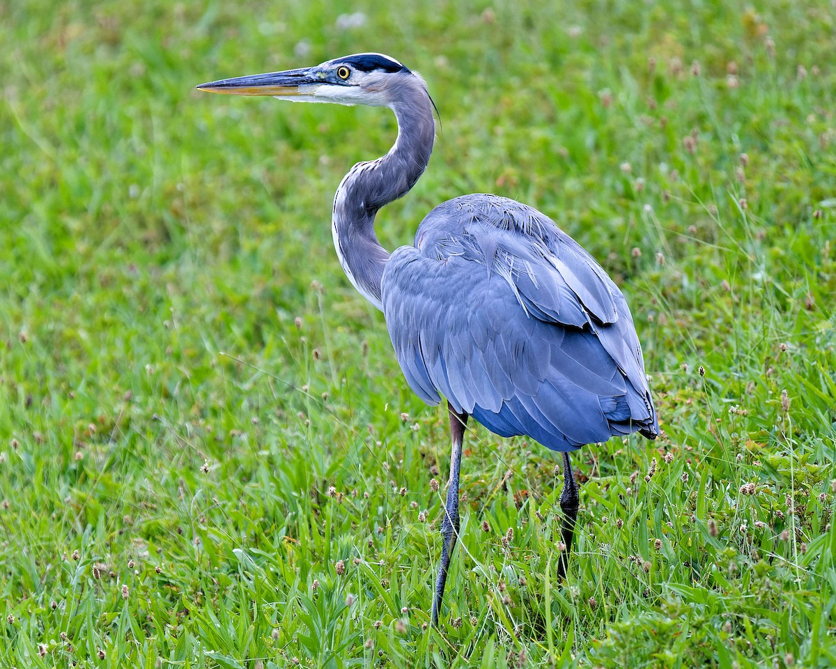 Great Blue Heron - ML623427713