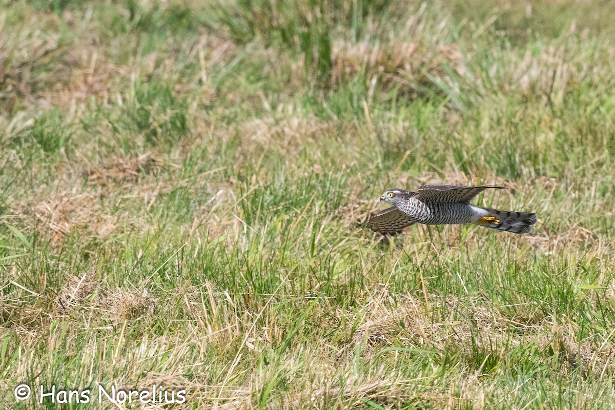 Eurasian Sparrowhawk - Hans Norelius