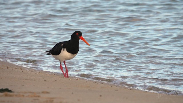 Pied Oystercatcher - ML623427812