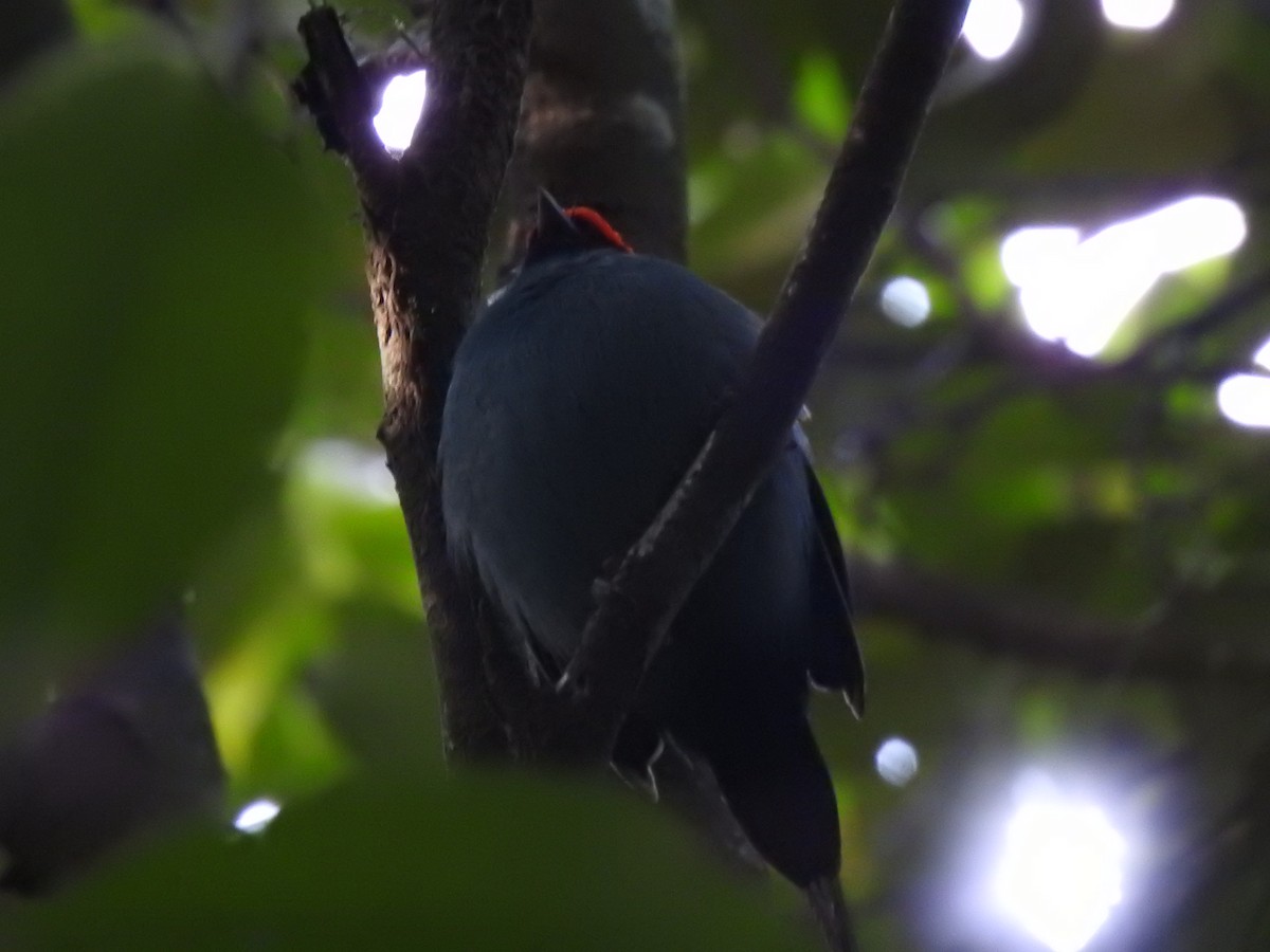 Swallow-tailed Manakin - ML623427824