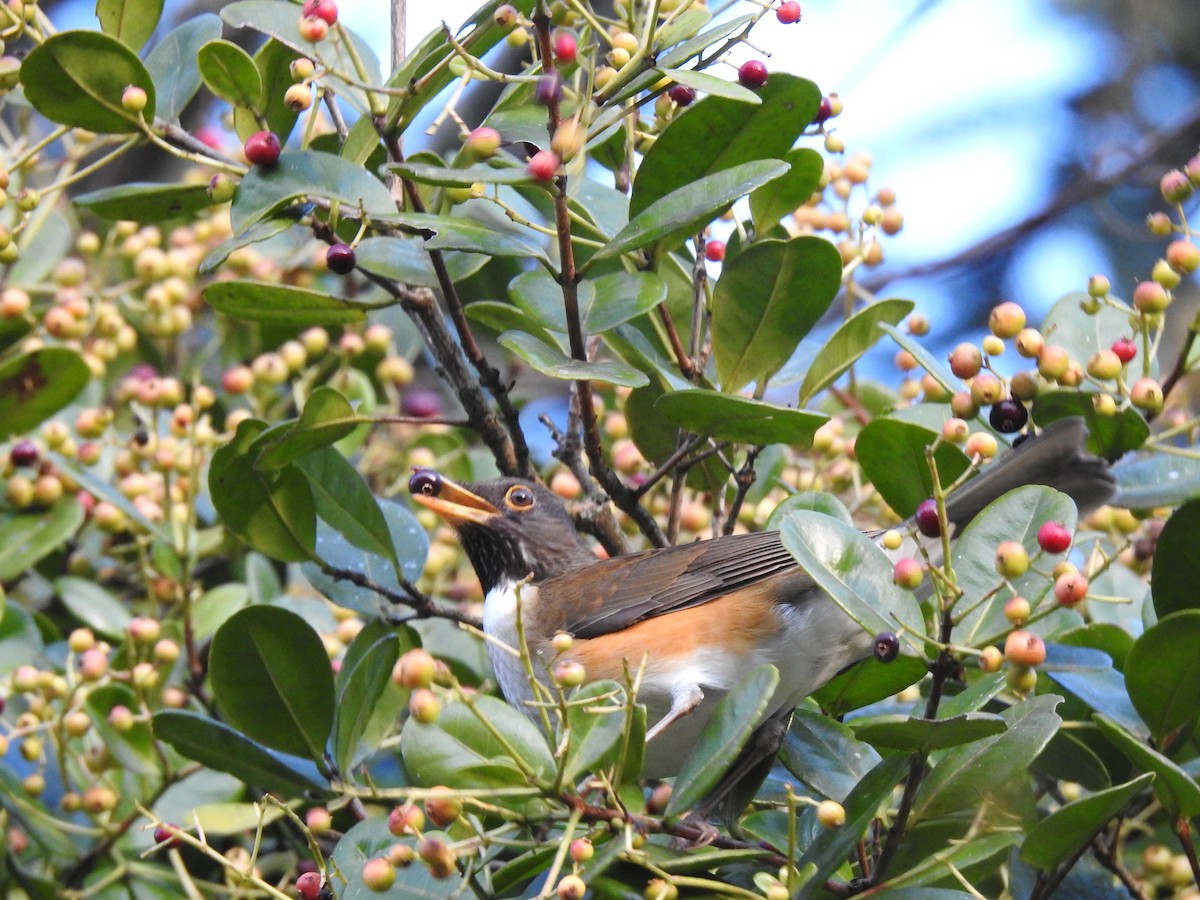 White-necked Thrush - ML623427831