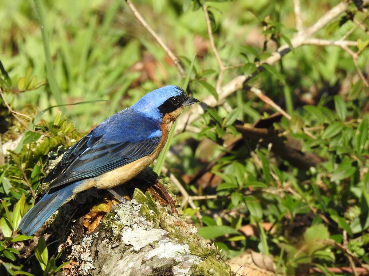 Fawn-breasted Tanager - ML623427864