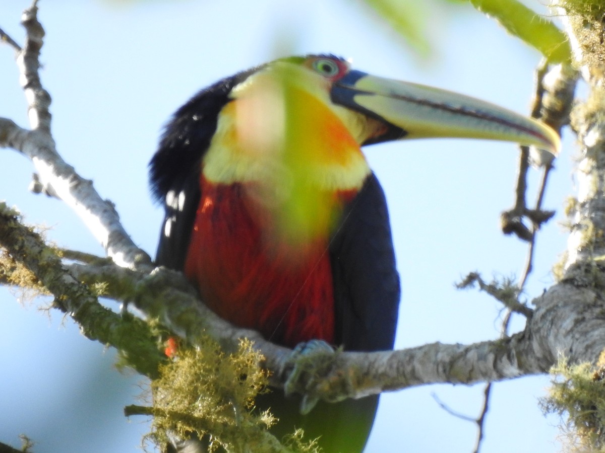 Red-breasted Toucan - ML623427868