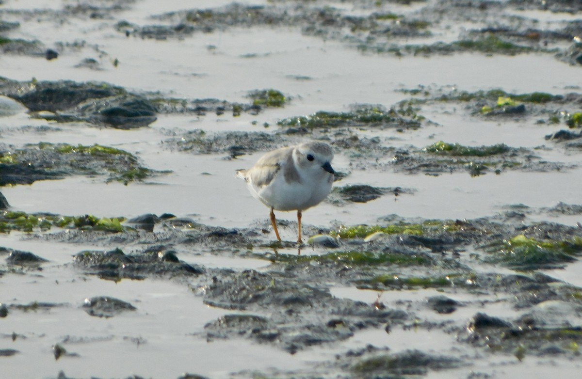 Piping Plover - ML623427873