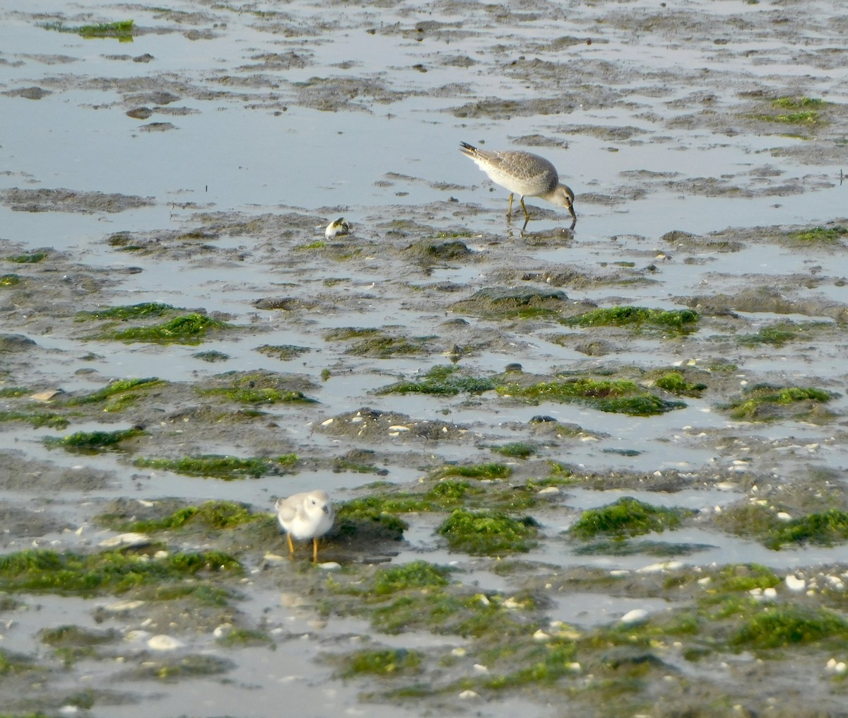 Piping Plover - ML623427874