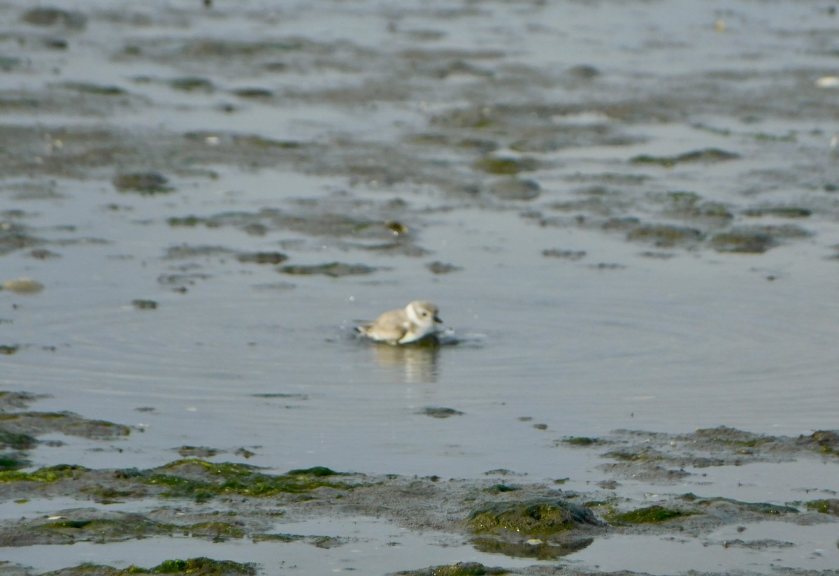 Piping Plover - ML623427875