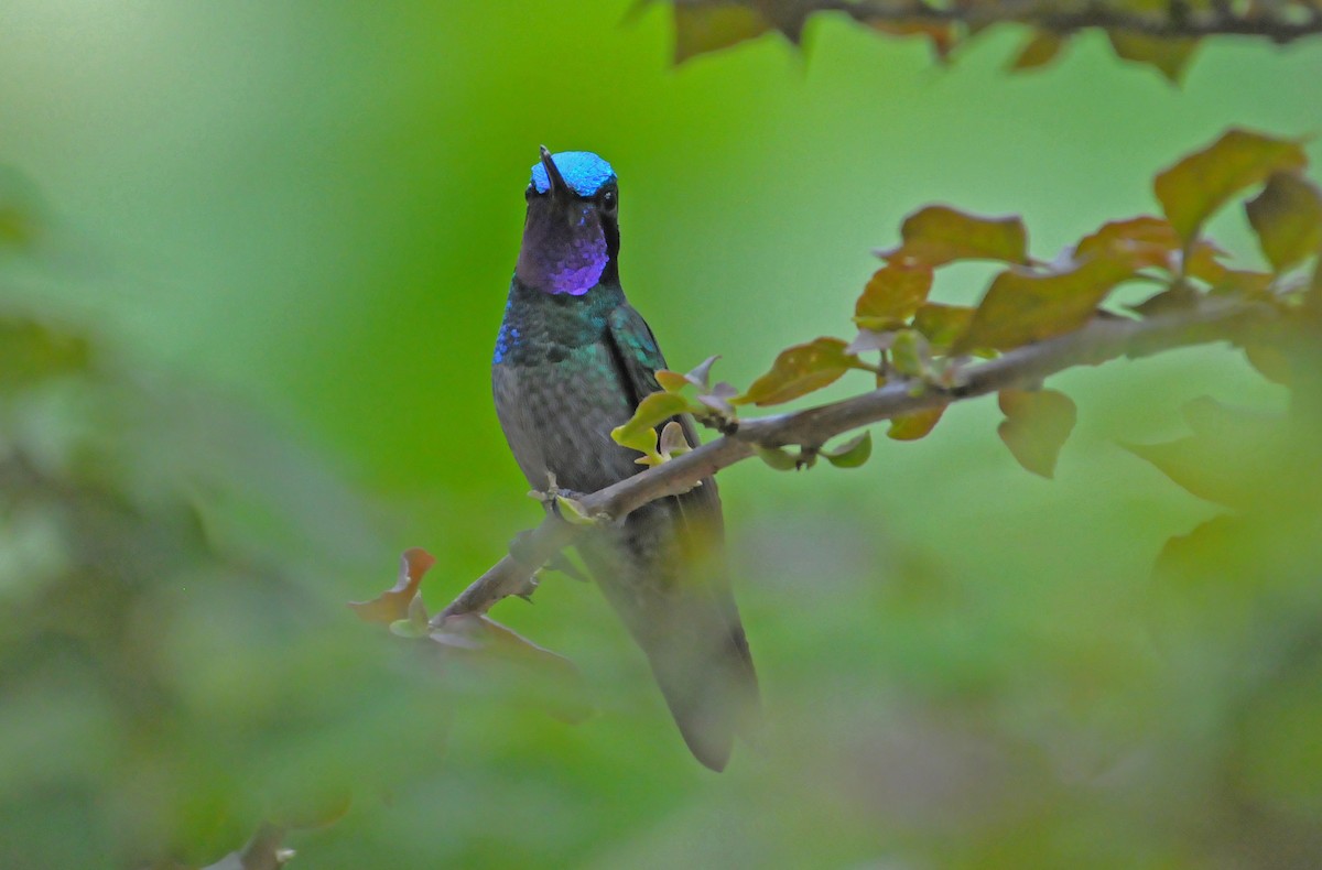 Purple-throated Mountain-gem - ML623427911