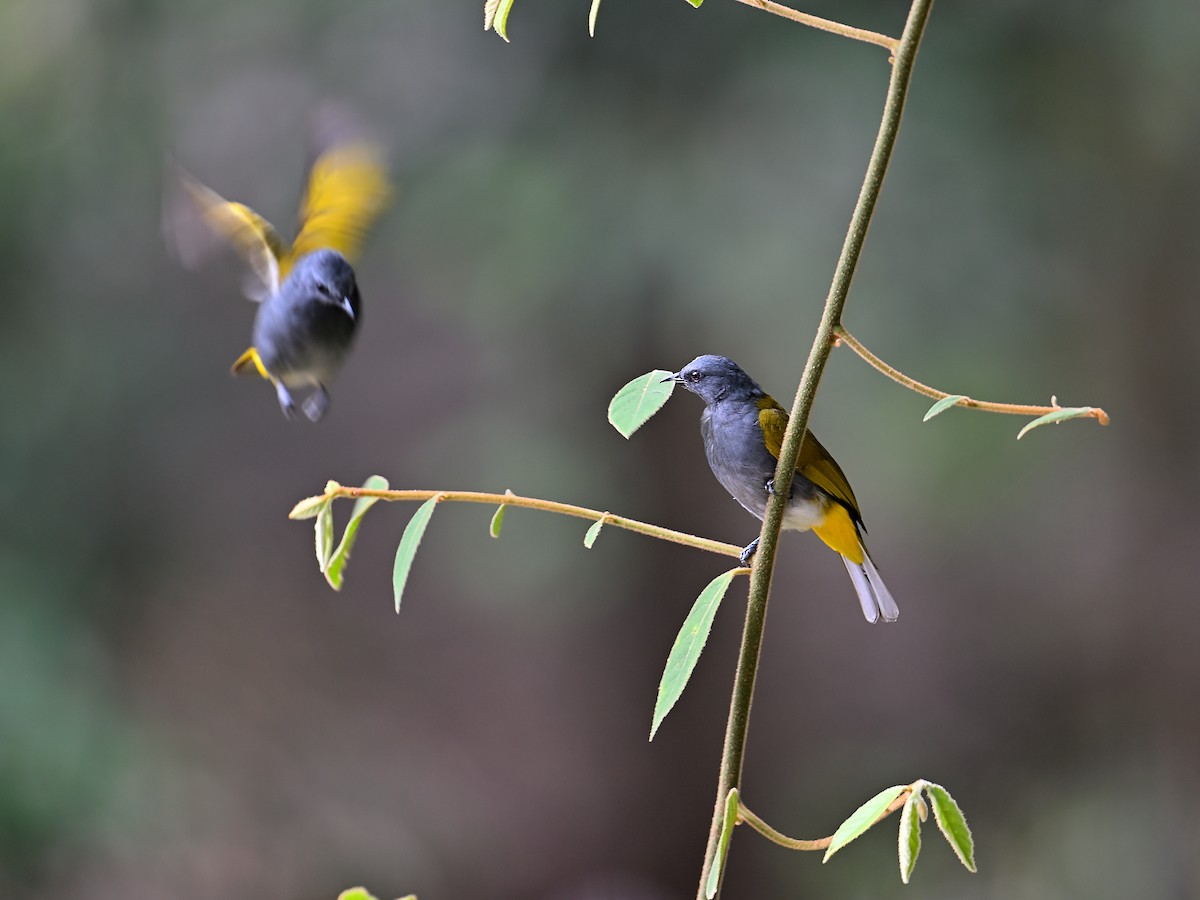 Gray-bellied Bulbul - Weber Tsai