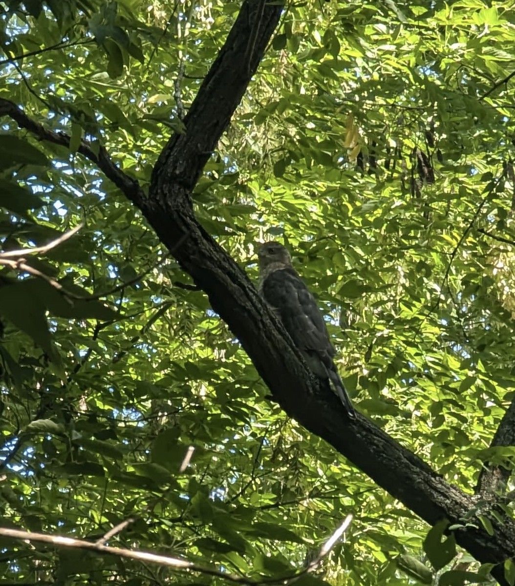 Accipitrine hawk sp. (former Accipiter sp.) - ML623427971
