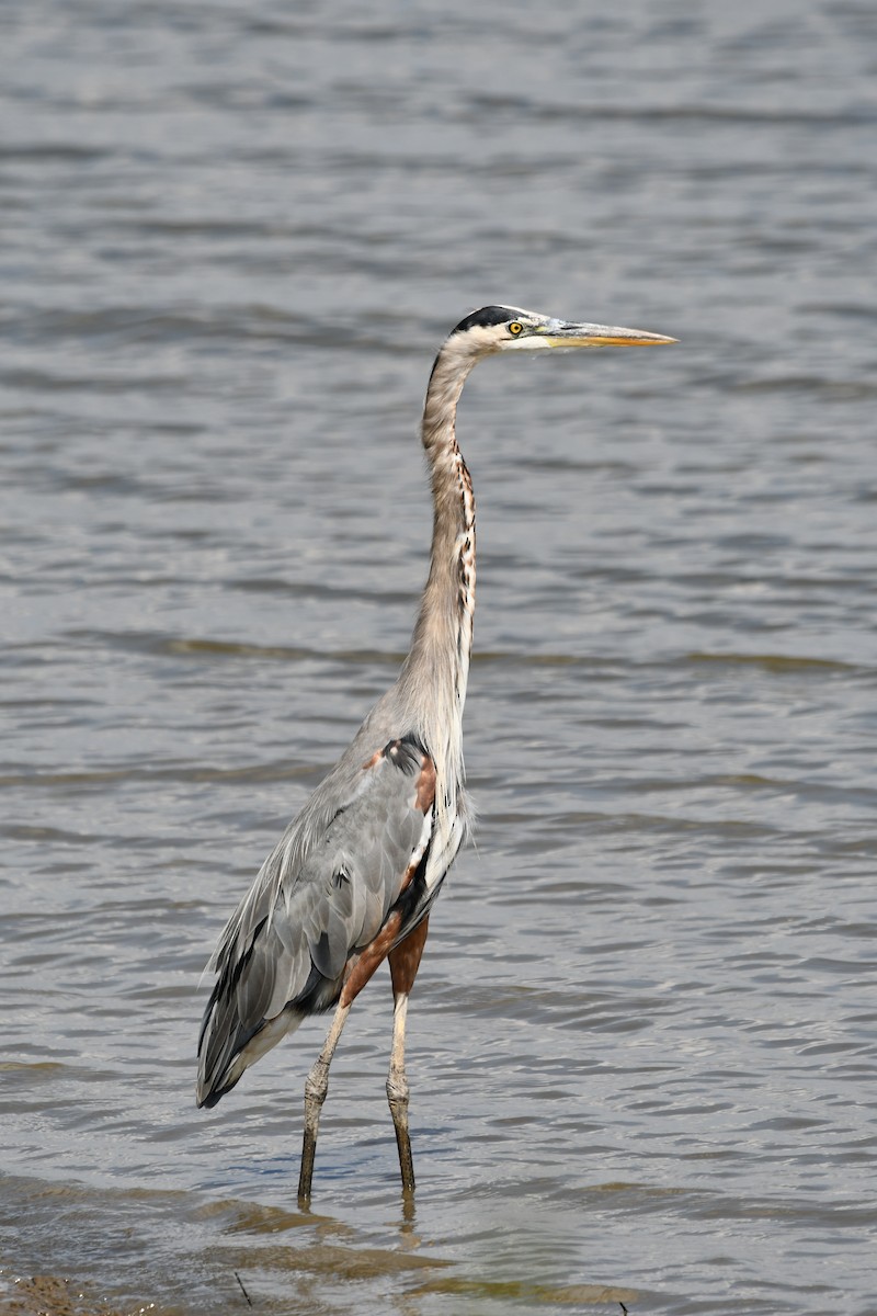 Great Blue Heron - ML623428025