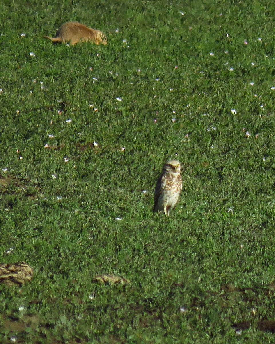 Burrowing Owl - ML623428035