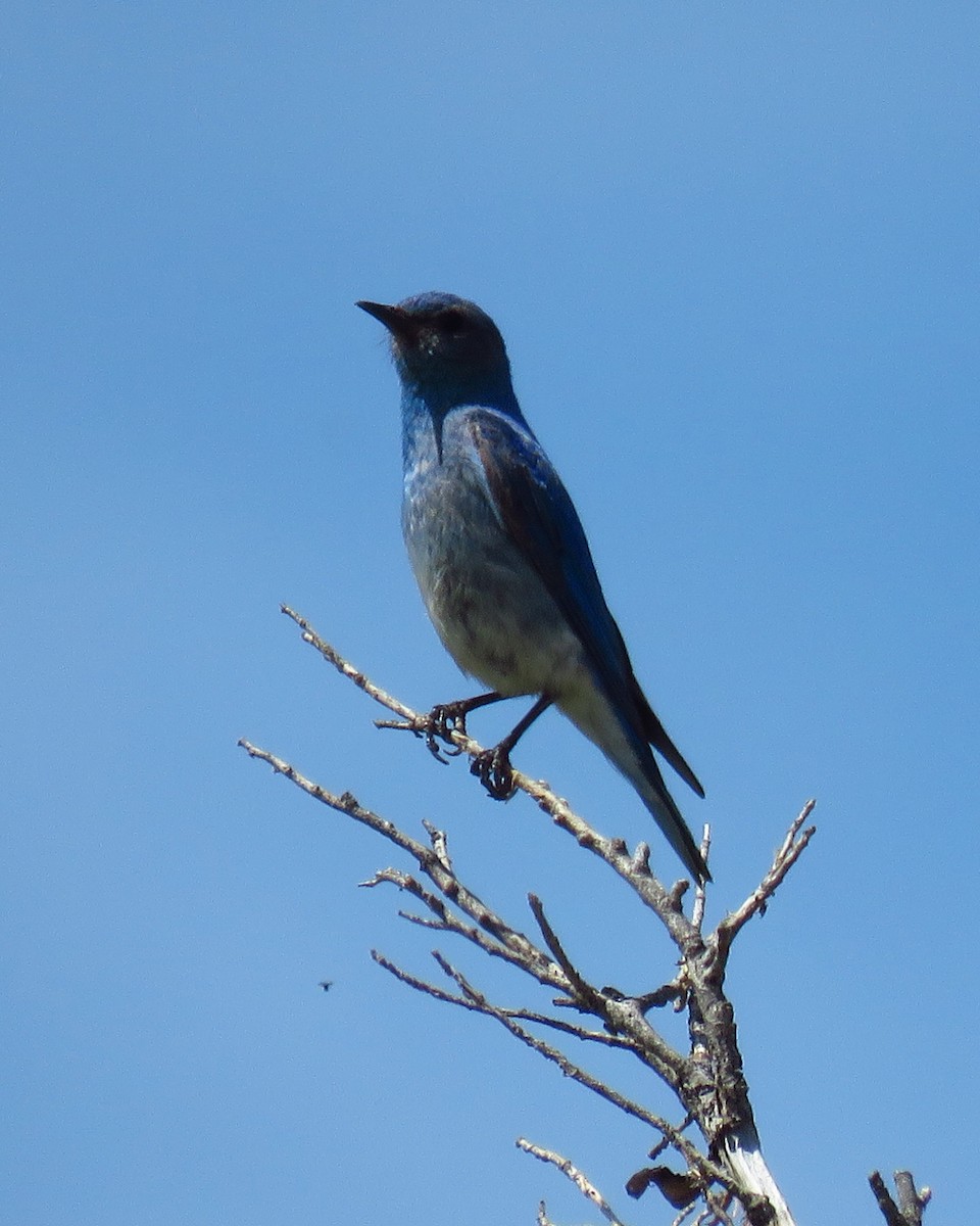 Mountain Bluebird - ML623428043