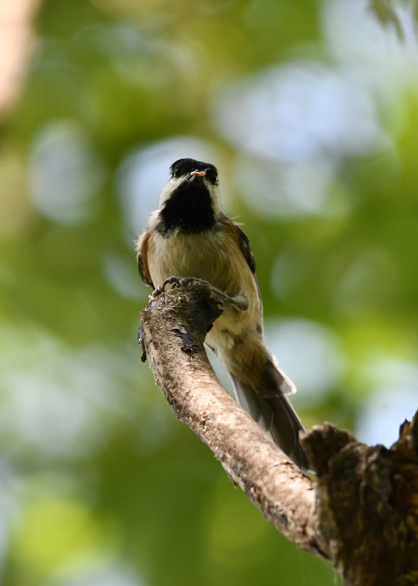 Carolina Chickadee - ML623428050