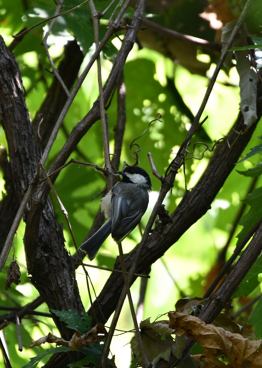 Black-capped Chickadee - ML623428057