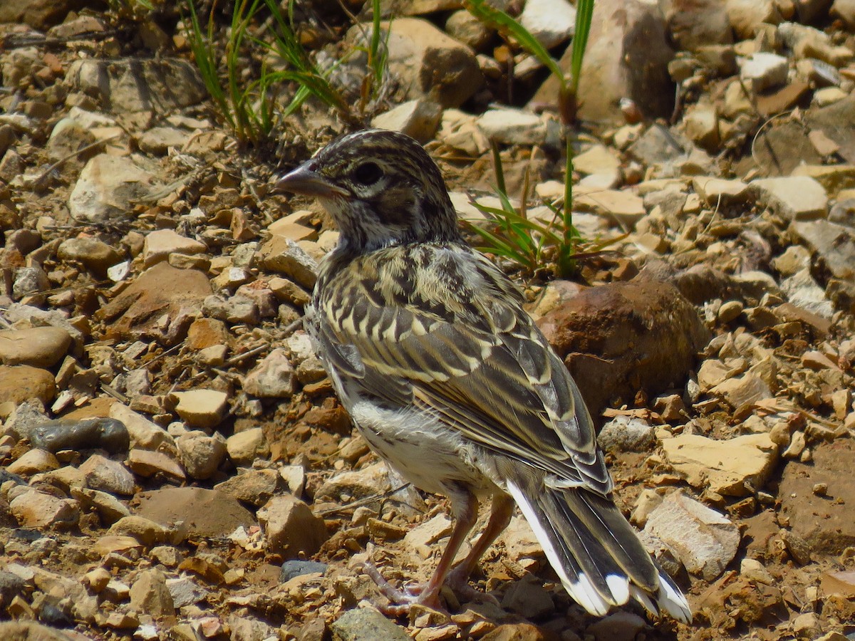 Lark Sparrow - ML623428059