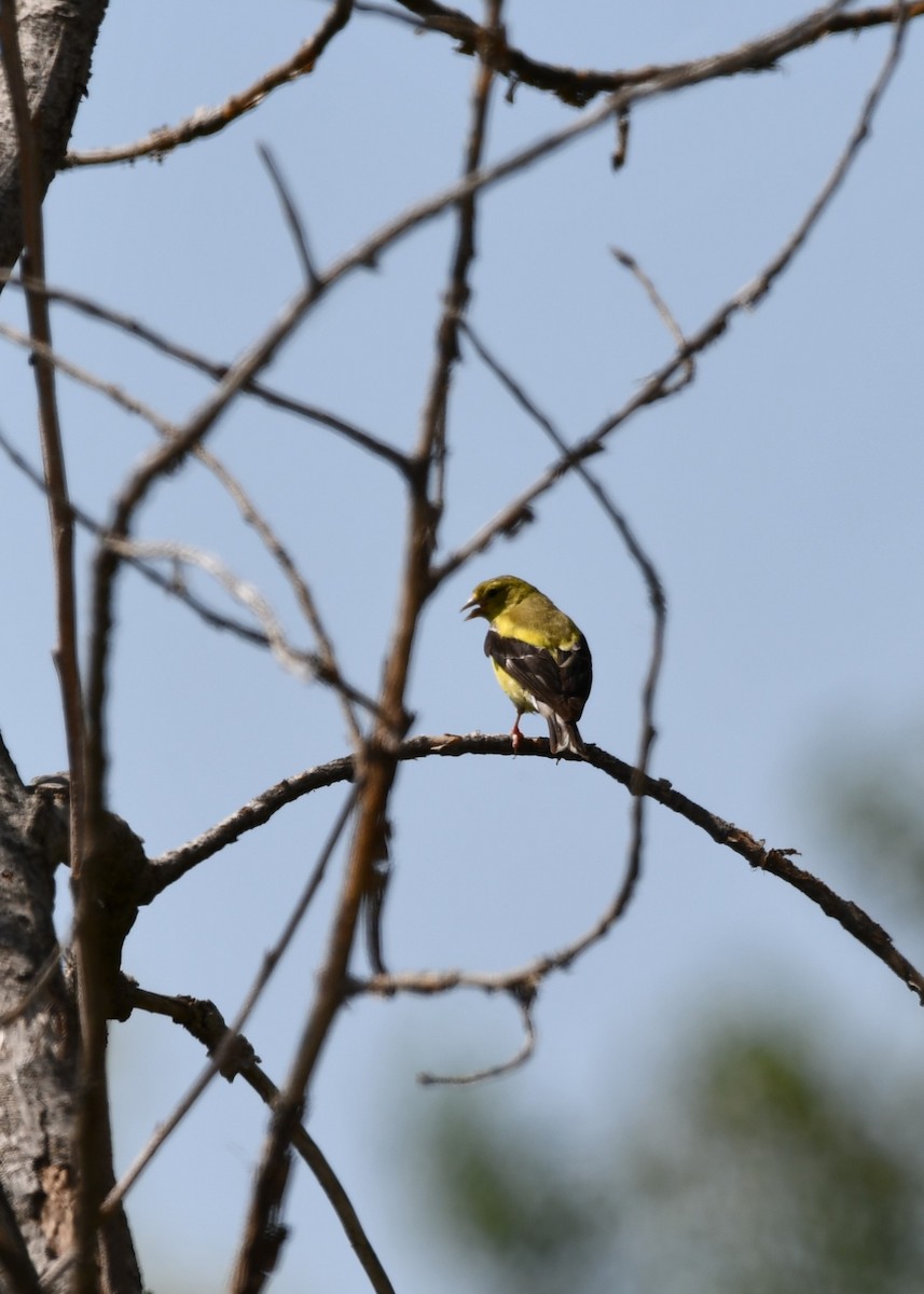 Chardonneret jaune - ML623428063