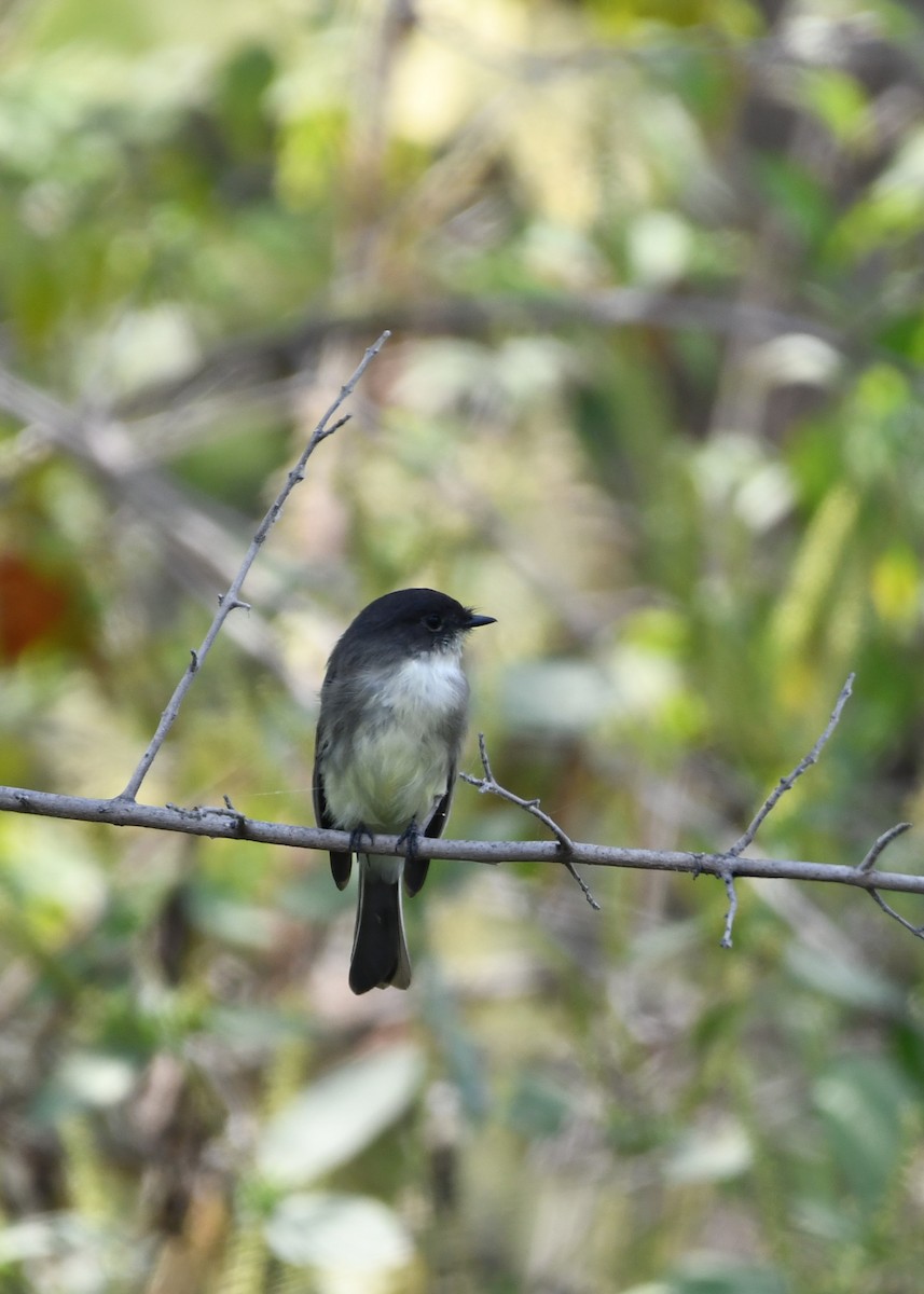 Eastern Wood-Pewee - ML623428067