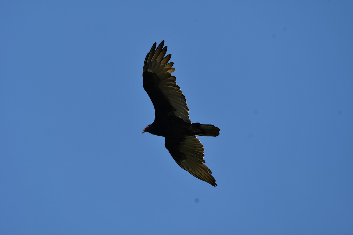 Turkey Vulture - ML623428078