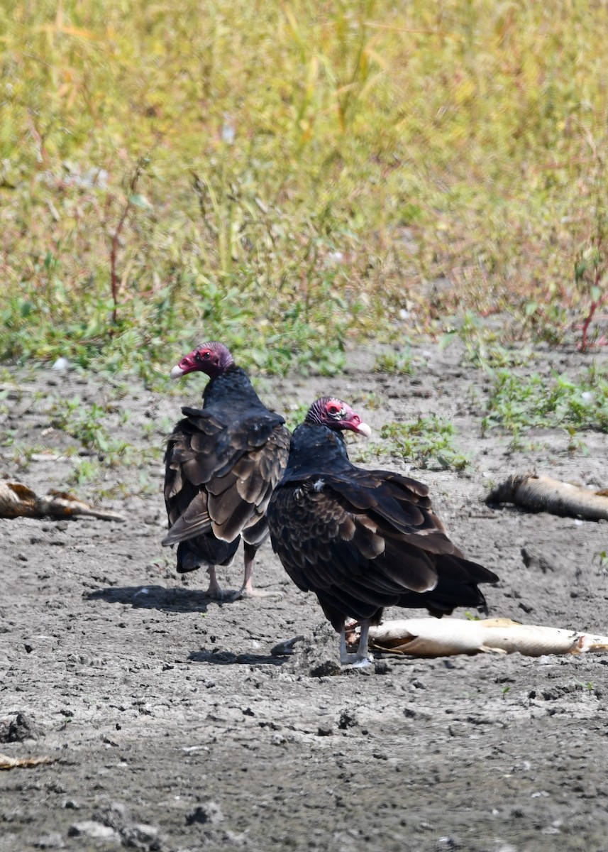 Turkey Vulture - ML623428084