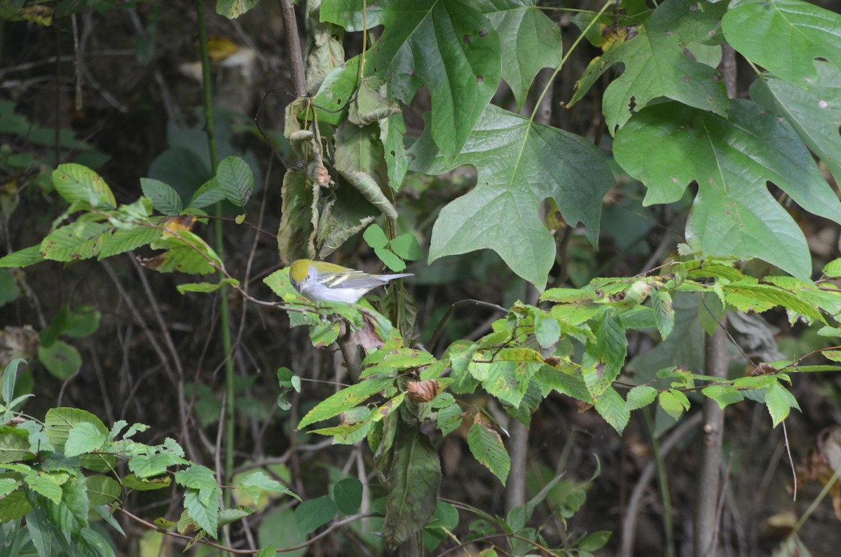 Chestnut-sided Warbler - ML623428094