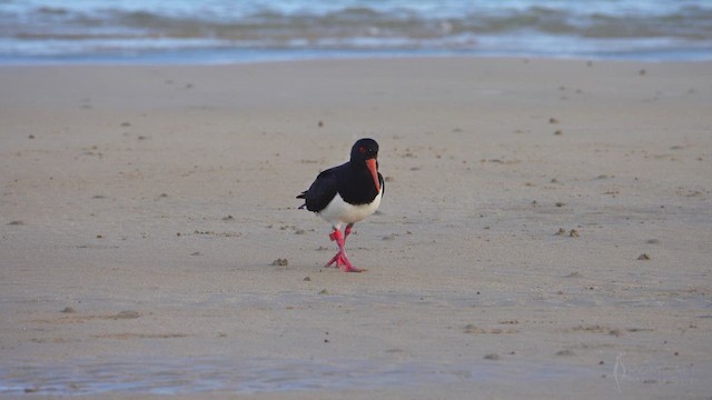 Pied Oystercatcher - ML623428112